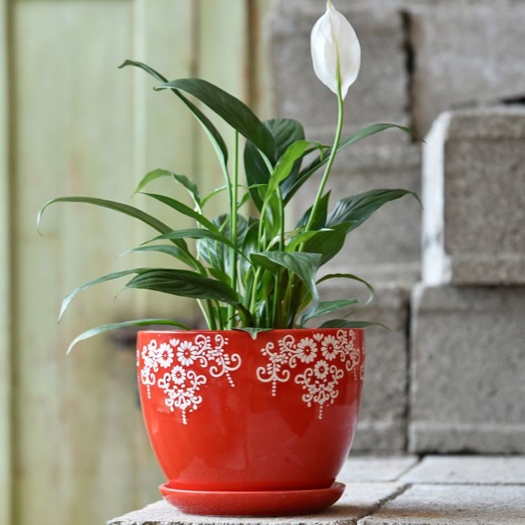 热销中菜的造型的花盆大绿萝花盆多肉花盆大口径好看白养花草的盆