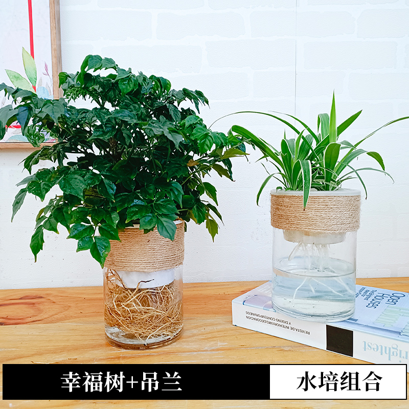 幸福树盆栽水培绿植物室内小盆景绿宝平安树办公室内净化空气水养