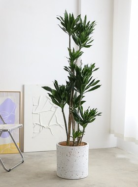 太阳神盆栽密叶龙血树造型网红室内客厅绿植大型植物