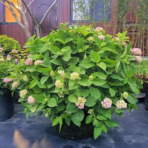 绣球花苗四季开花特大号大苗别墅花园盆栽露台耐寒好养花卉无尽夏