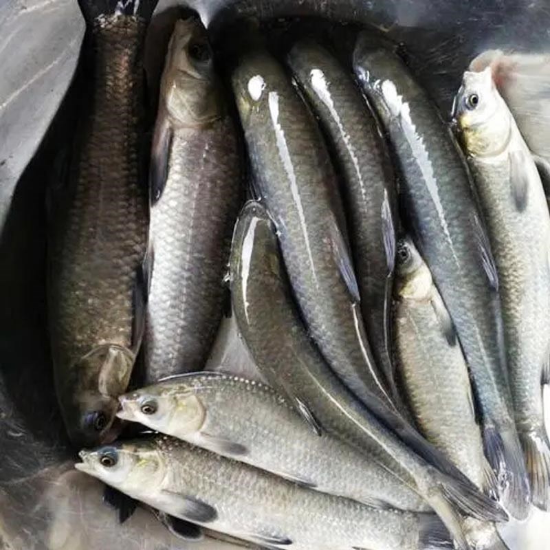 速发青鱼苗鲜活淡水冷水鱼养殖食用半斤特大青鱼苗黑皖鱼苗螺丝青