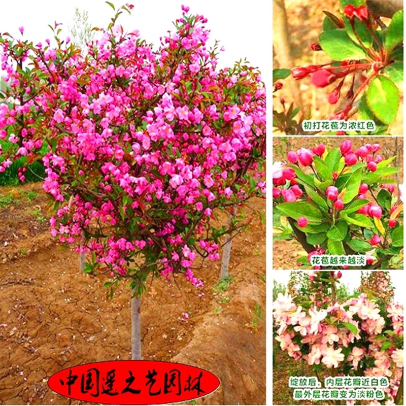 庭院地栽大型高杆海棠树苗西府海棠垂丝海棠花耐寒植物花北美海棠