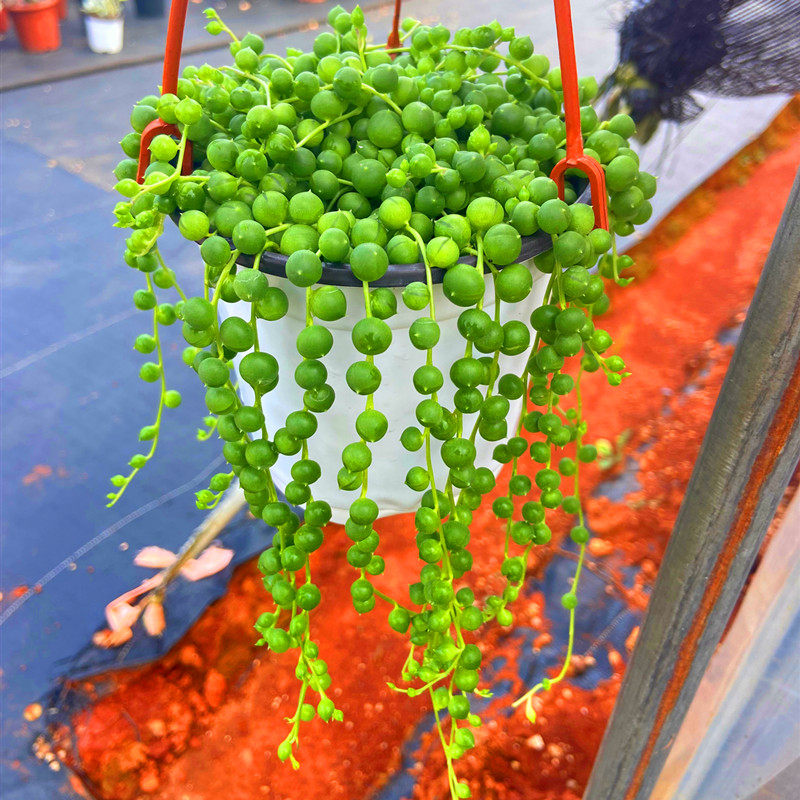 初见多肉花坊 佛珠吊兰珍珠盆云南基地直发吸甲醛防辐射花卉盆栽