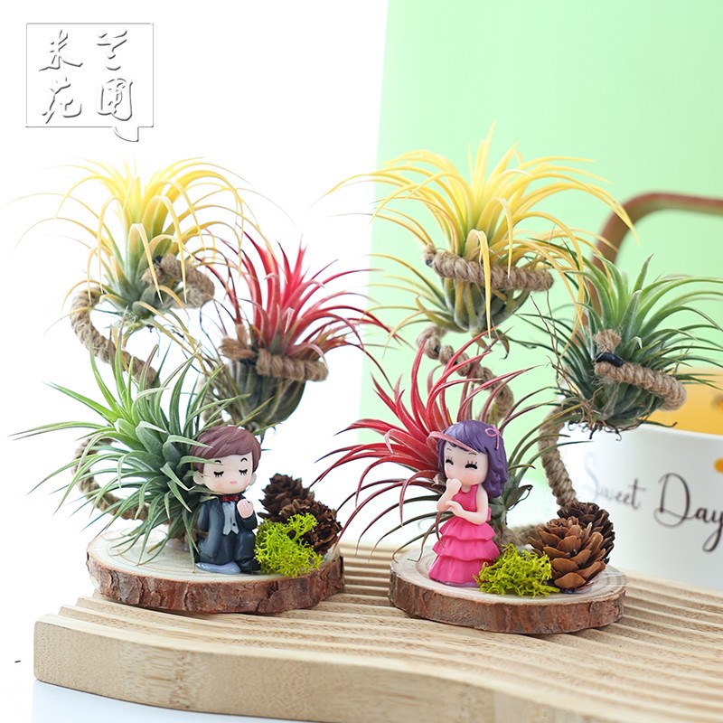 空气凤梨无土植物圆盘麻绳支架大白鹅熊猫装饰摆件花架花盆配饰