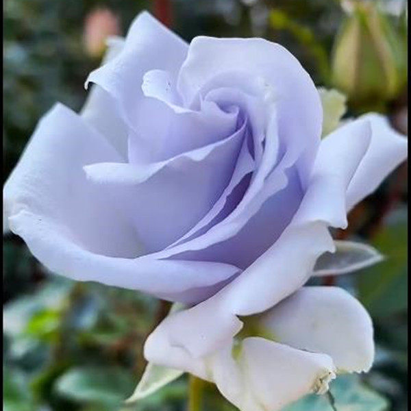 蓝色格劳恩 大地k之蓝 灌木月季大苗浓香大花四季开花阳台庭院盆