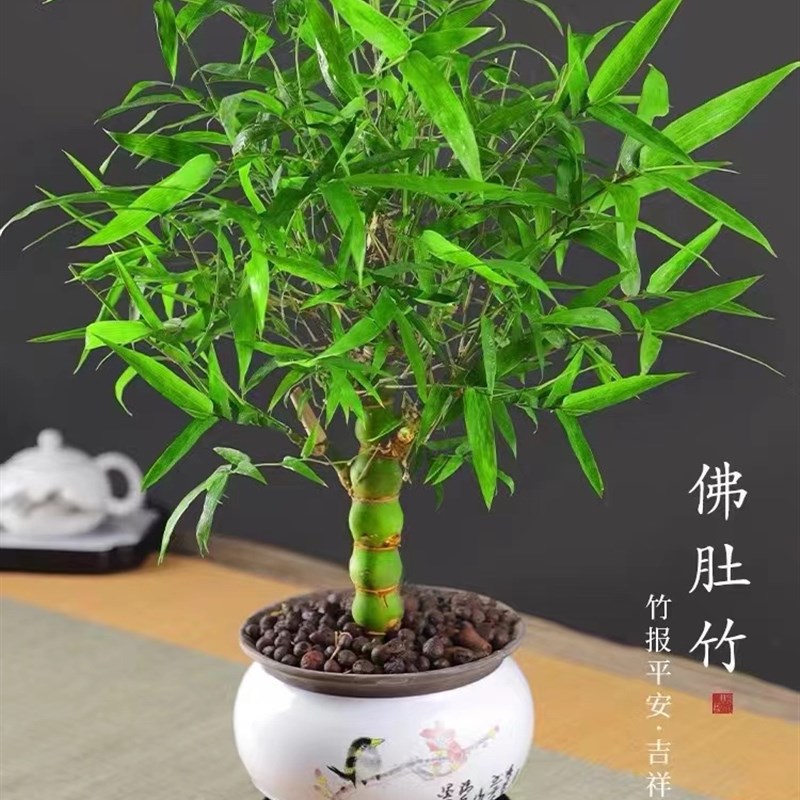 佛肚竹盆景绿植.竹子包新鲜,不包活.了解清楚再拍哦