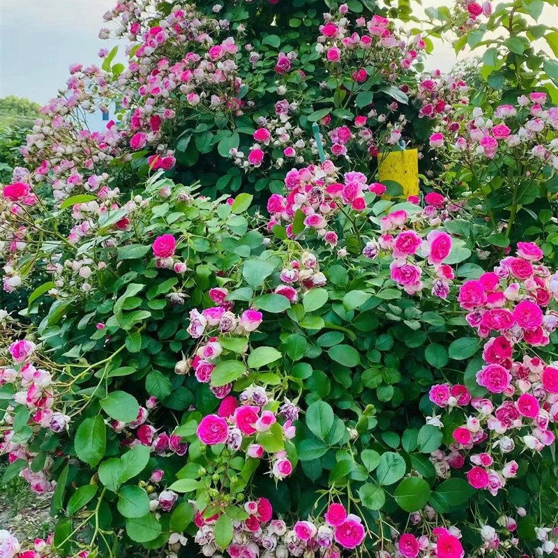 胭脂扣爬藤月季超多头丰花四季国月精品庭院拱门花墙花柱围栏蔷薇