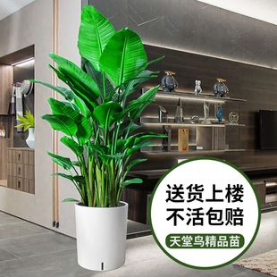 鹤望 天堂鸟盆栽绿植大型室内客厅花卉大叶G植物办公室好养活四季