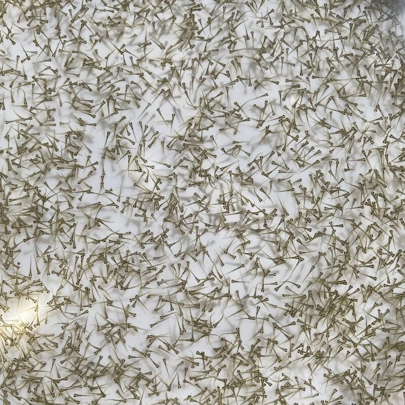 极速发货马口鱼苗水花 冷水鱼水花 桃花鱼溪流r鱼马口鱼水花 原生