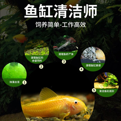 清道夫观赏鱼金i苔鼠热带小型清洁鱼苗小鱼黄金胡子鱼清理鱼缸粪