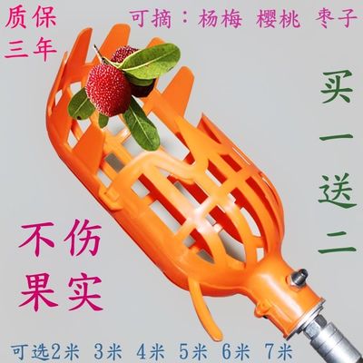 速发Pick pick picked persimmon fruit artifact dongzao aprico