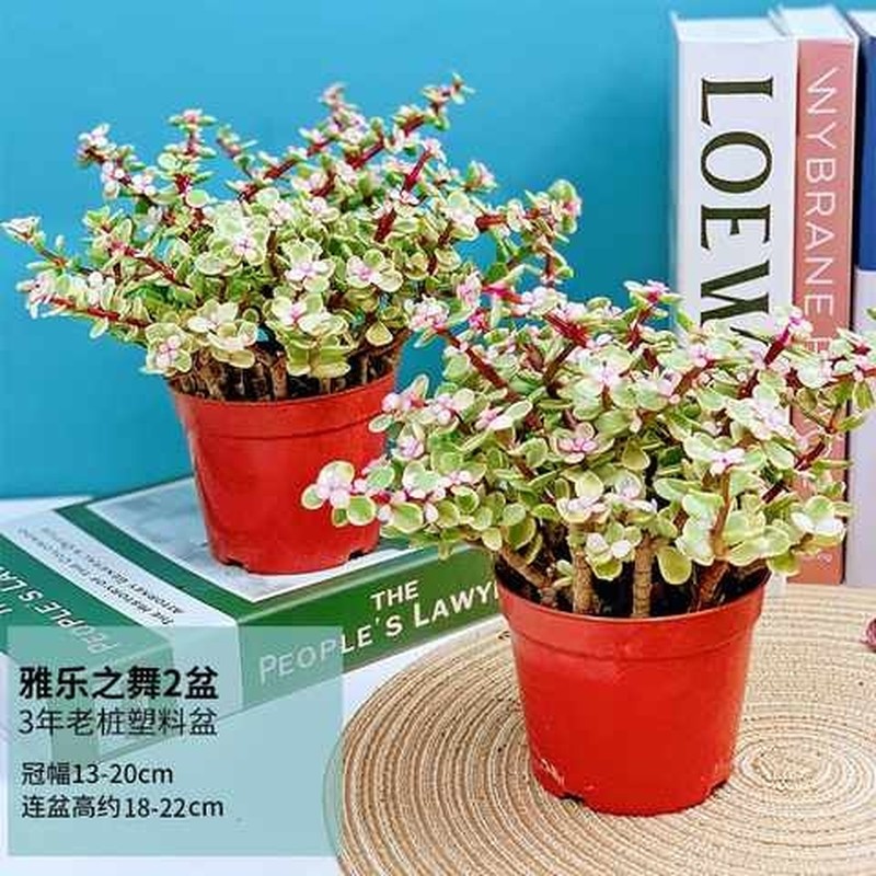 好养栽盆花植物金枝玉叶多肉植物肉肉老桩雅乐之舞室内绿植的卉