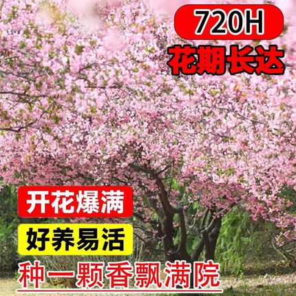 海棠树苗庭院地栽十大名贵树西府海棠花适合家门口种的花门前大树