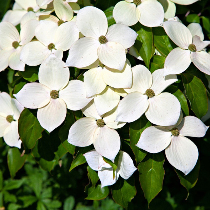 有寻植物 四照花进口庭院地栽阳台盆栽花苗花卉春季盆景丰花造景