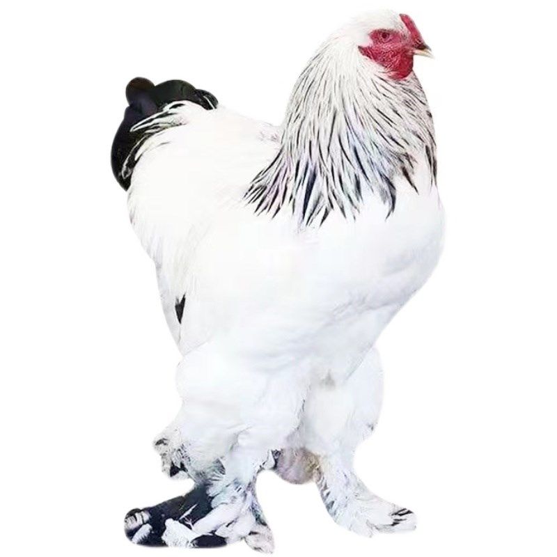 纯种正宗梵天巨型大体宠物婆罗门鸡波兰鸡元宝鸡种鸡青年鸡观赏鸡