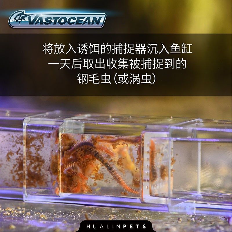 刚毛虫涡虫捕捉器诱捕器淡海水鱼缸珊瑚海水鱼捉虫器