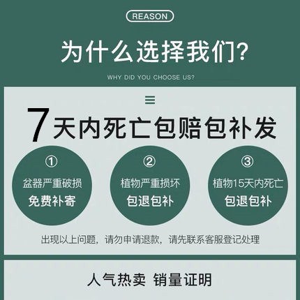 白掌盆栽一帆风顺水培植物办公室内花卉好水养的绿植红掌四季开花