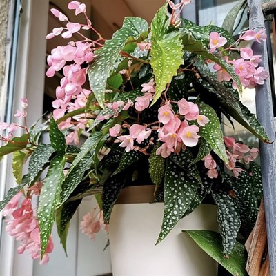 白冰秋海棠 Begonia White IIce 网红室内绿植盆栽