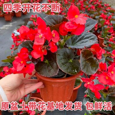 盆景花树家庭绿植桌上小盆栽矮桩家养花卉植物梅花好看又好养的花