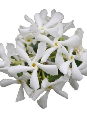 风车茉莉爬藤花卉植物络石藤大苗银丝茉莉芳香庭院攀爬盆四季常绿