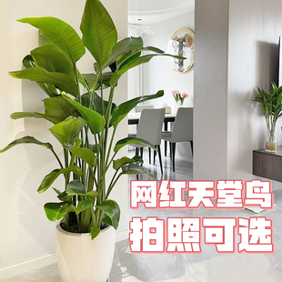 本草天植鹤d望兰室客内厅大型绿植盆栽观叶物耐阴净化空气