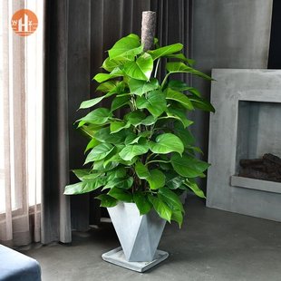 速发客厅大颗好养大叶绿萝柱室内大型绿箩吸甲醛W大绿萝树植物