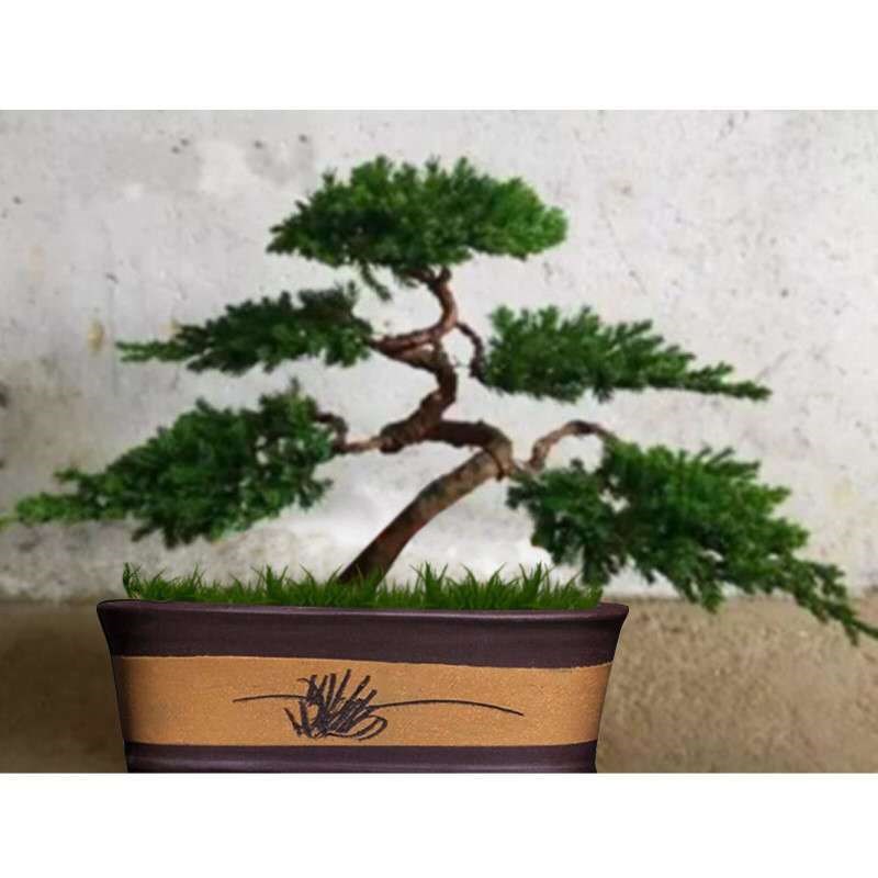 现货迎客松盆景松柏盆景铺地柏盆景花卉四季常青室内室外盆栽植物
