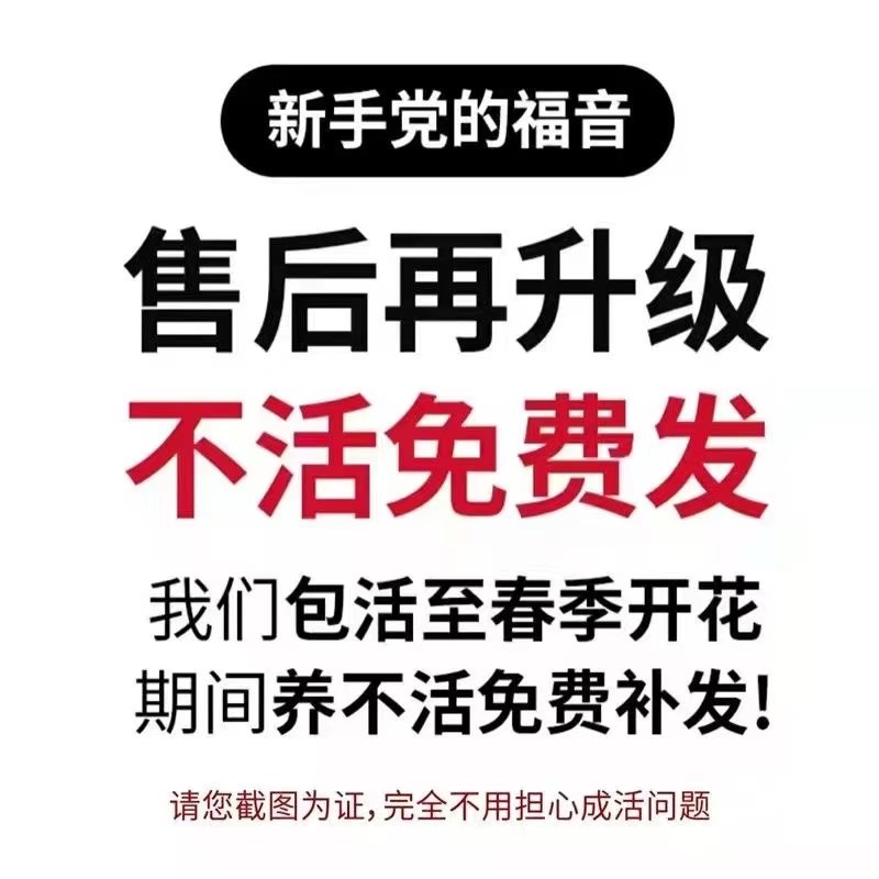 正宗洛阳独杆牡丹树牡丹花树苗室庭院绿植盆栽重瓣老桩多年生花卉