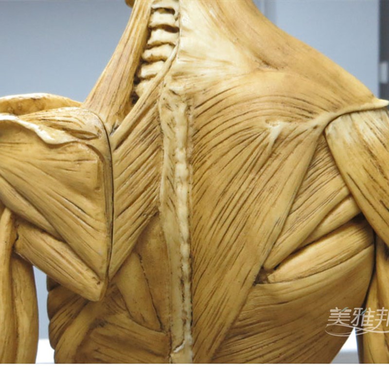 网红cg参考医学头雕绘画头骨模型半身像艺用人体肌肉骨骼解剖结构