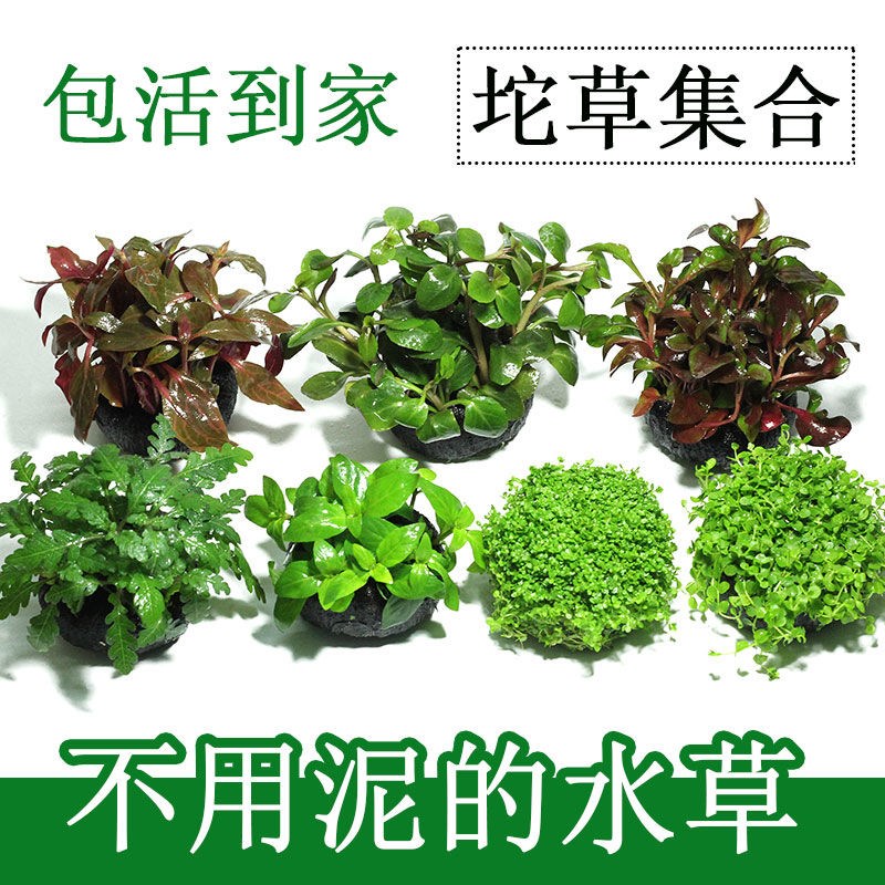 鱼缸造景真植物全套冷水鱼缸水草鱼缸里的活水草养鱼专用水草坨草