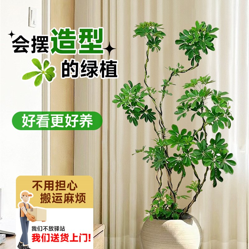 速发造型鸭脚木客厅大盆栽室内大型禄植落K地老桩绿植鸭掌木植物 鲜花速递/花卉仿真/绿植园艺 大型绿植/成品组合盆栽 原图主图