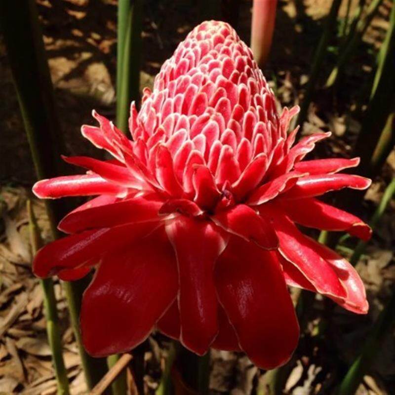 速发火炬姜瓷玫瑰姜花帝王金钻红钻蔓绿绒k红苞红背绿宝石喜林芋