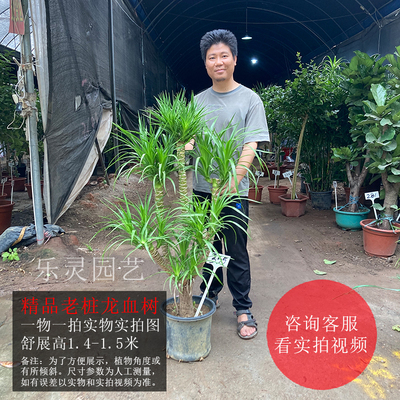 龙大型绿植多头单杆老血桩造型龙树须树耐阴观叶植物网红室内盆栽