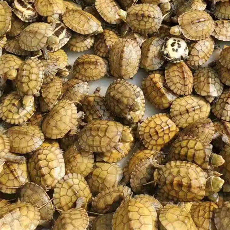 速发纯正北石龟?龟石金钱龟观赏龟皖南种三黄小青龟苗活体宠物乌