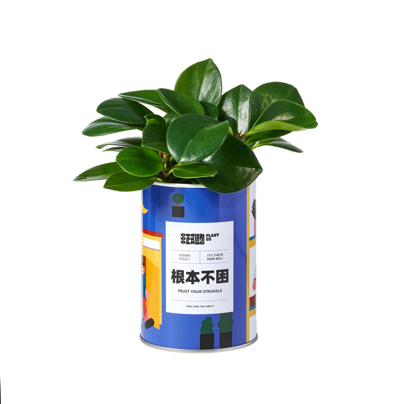非正式植物【根本不困】豆瓣绿净化空气办公室内春夏桌面送友礼物
