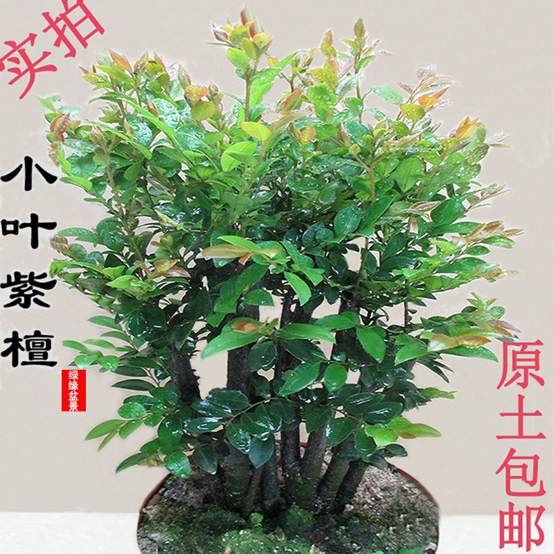小众高货小叶紫檀盆景树桩树苗多桩黑檀木室内客厅桌面绿植花卉盆