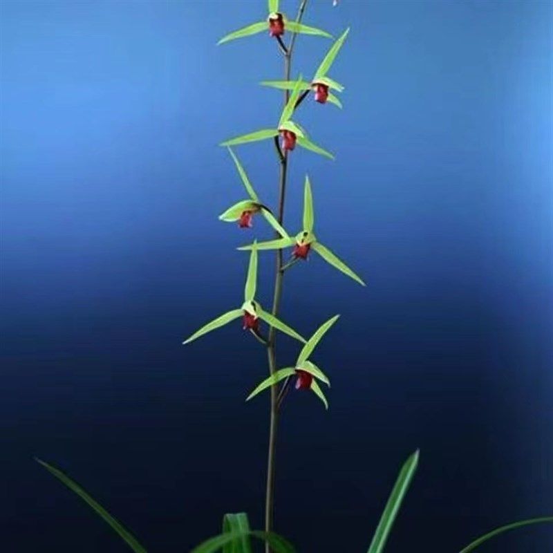 细叶寒兰雪中红老种浓香型红舌名贵室内好养易栽培兰花绿植原盆栽