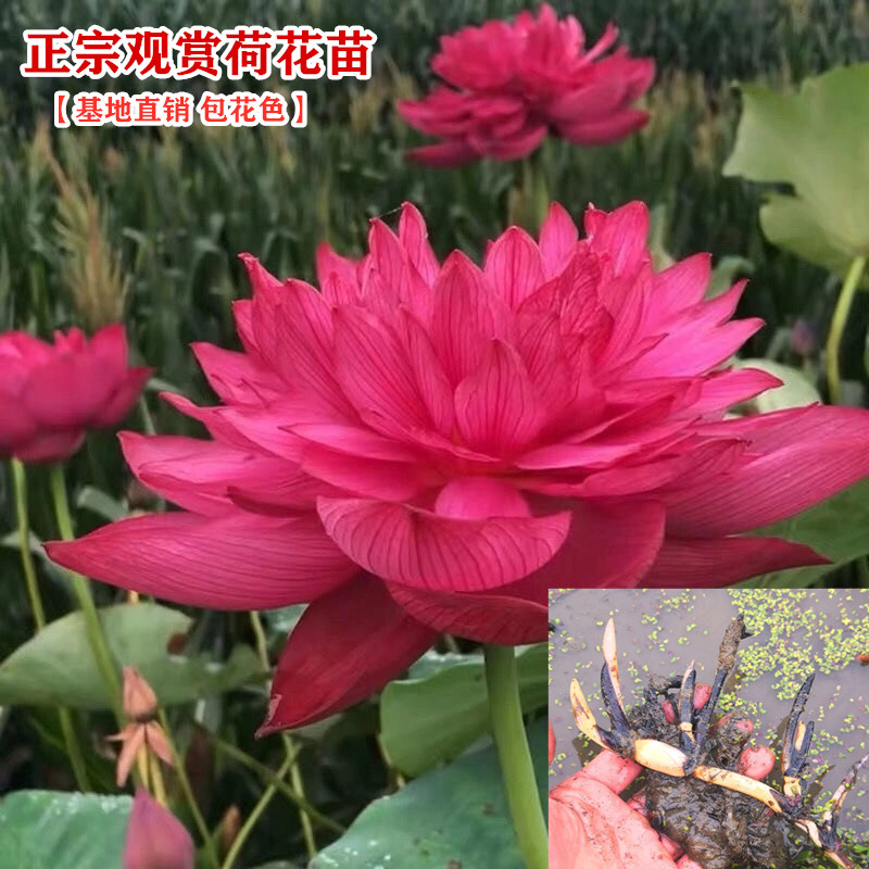 工厂销大型观赏荷花种藕苗s 莲藕种苗盆栽荷花种根苗食用藕种藕