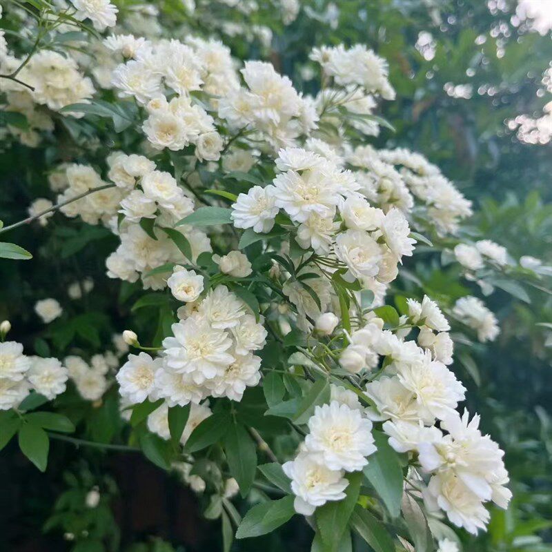 白木香黄木香红木香橙木香爬藤庭院种植耐寒耐寒植物四季开花浓香