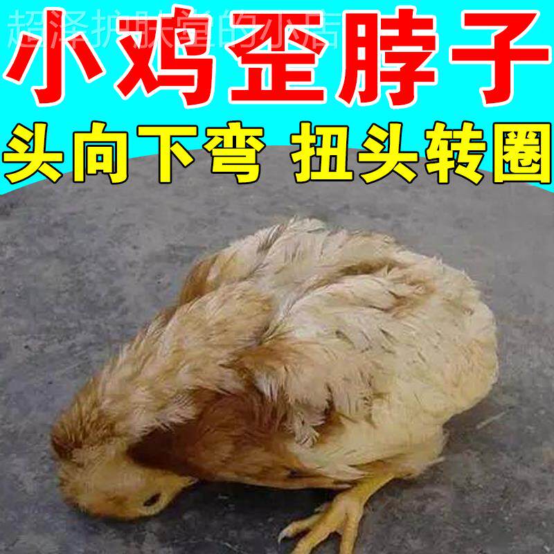 鸡歪脖子药小鸡头向下弯s扭头转圈闭眼没精神抗病毒呼吸道拉稀新