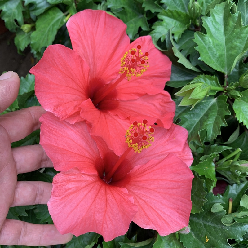 植桑花朱瑾大红花木芙蓉阳台x庭物开花扶院花卉绿植盆栽基地严选