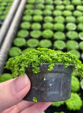 迷你矮珍珠果冻杯水草缸鱼缸造景前中景水草场直发增氧淡水活植物