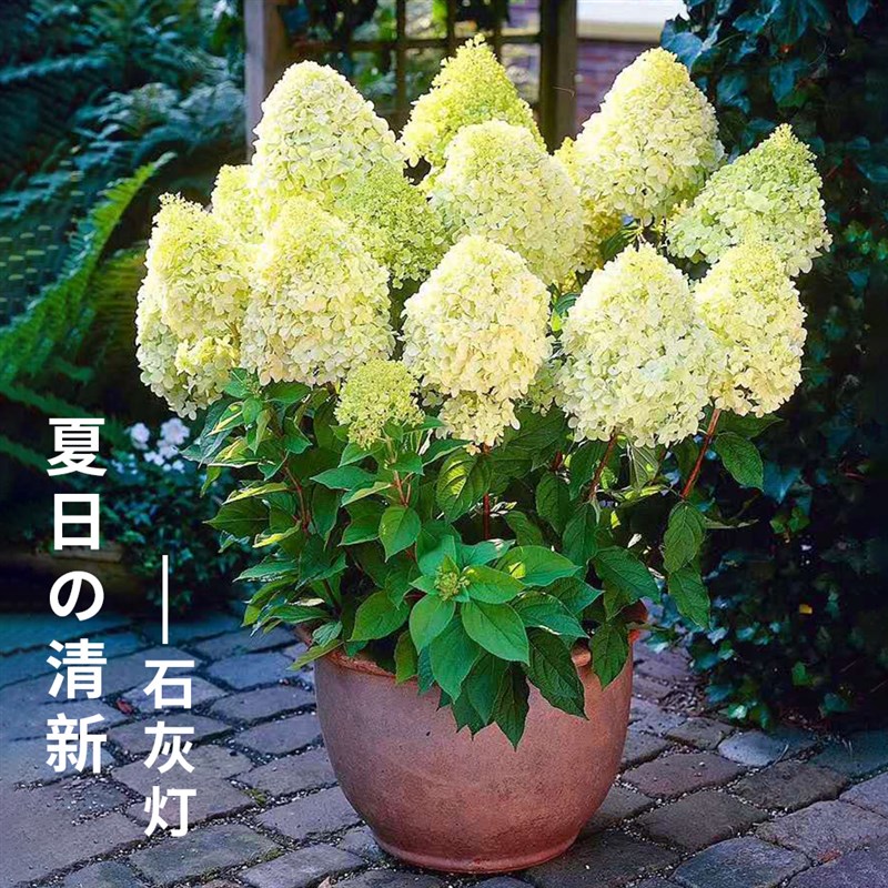 圆锥绣球棒棒糖香草草莓耐晒耐寒木绣球树苗植物花卉盆栽花镜植物