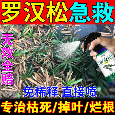 罗汉松专用肥罗汉松专用土壤活化剂植物活力素营养液专治叶子发黄