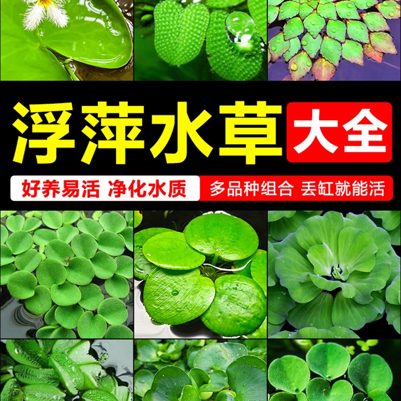 鱼池水生植物室内水质养龟净化水草莲花花卉水葫芦苗子造景碗莲苗