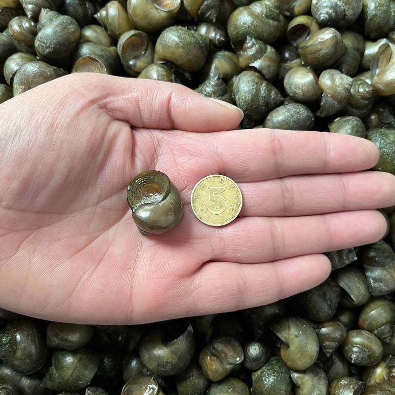 脆料钓鱼大物挂钩新鲜活薄皮田螺大活饵螺打窝钓丝青鱼乌鱼乌青