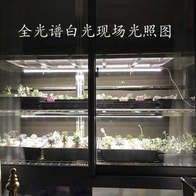 新全光谱色光植物生长补光灯蔬菜苔藓微景观盆景多灯上白防徒肉管