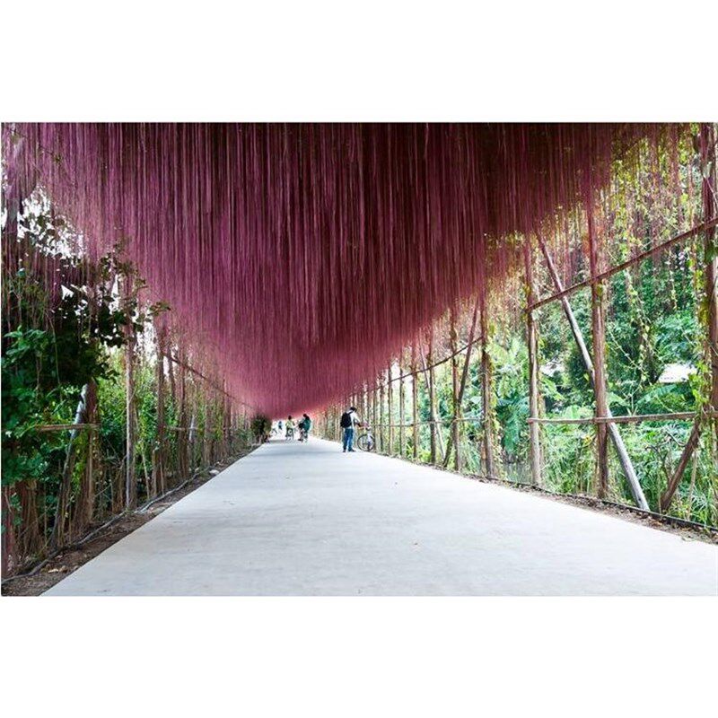 庭院阳台爬藤植物锦屏藤苗 珠帘藤 一帘幽梦 龙须藤 车棚遮阴常绿