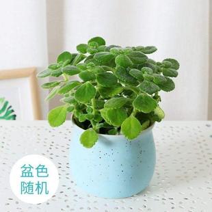 现货速发l碰碰香盆栽驱蚊植物一抹香室内带香味花卉客厅香草多肉