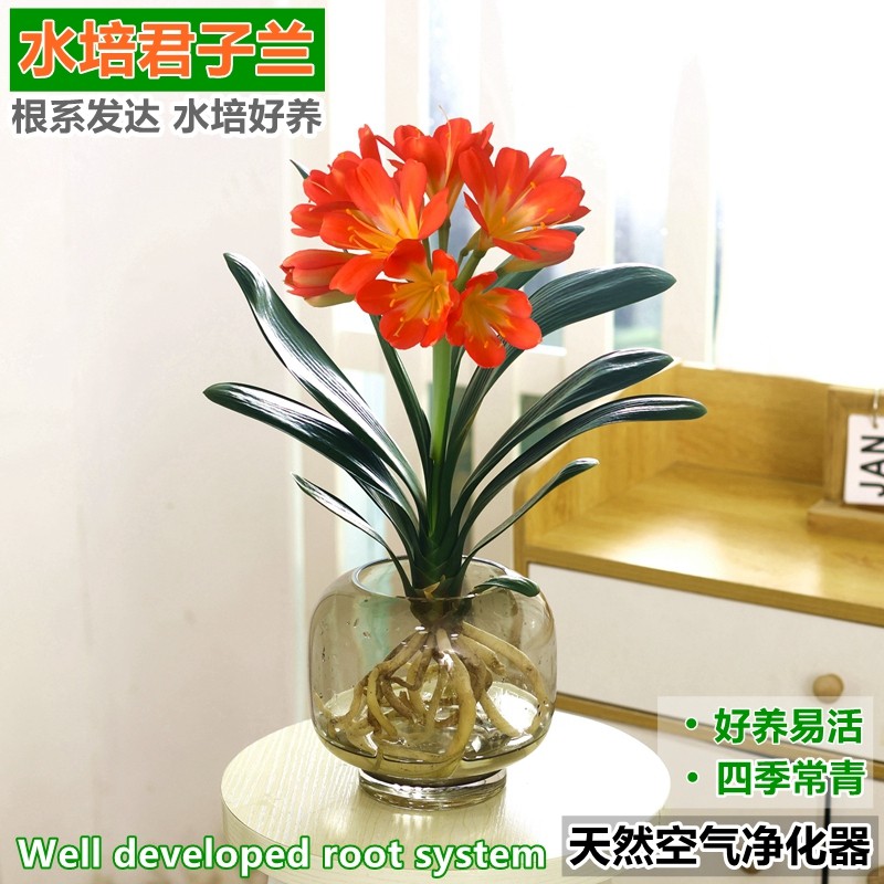 水培植物君子兰盆栽特级室内好养办公室客厅桌面绿植花卉四季常青